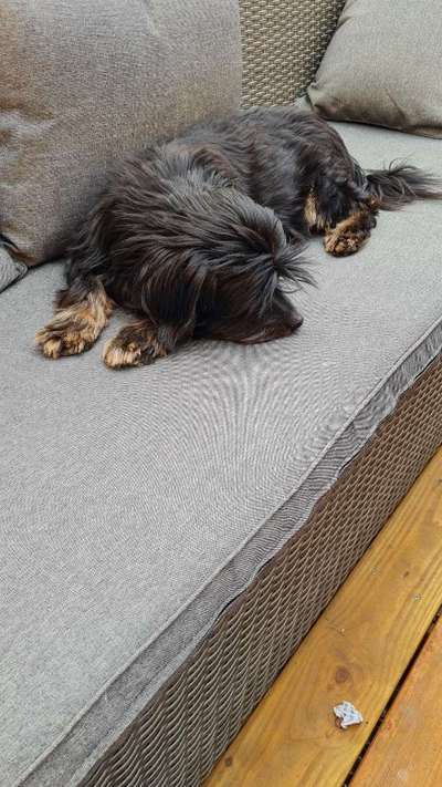 Auslandstierschutz-Beitrag-Bild