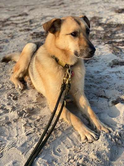 TierschutzhundeStammtisch🐕-Beitrag-Bild