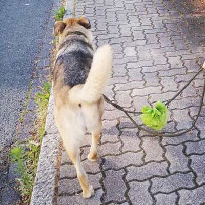 Hundetreffen-Social Walk / Training-Bild