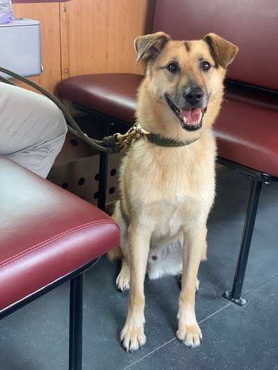 TierschutzhundeStammtisch🐕-Beitrag-Bild