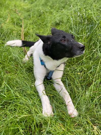 TierschutzhundeStammtisch🐕-Beitrag-Bild