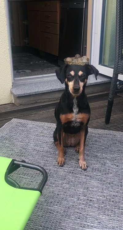 Mischlinge raten - Rätselspaß-Beitrag-Bild