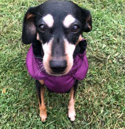 Mischlingshunde Foto Aufruf-Beitrag-Bild