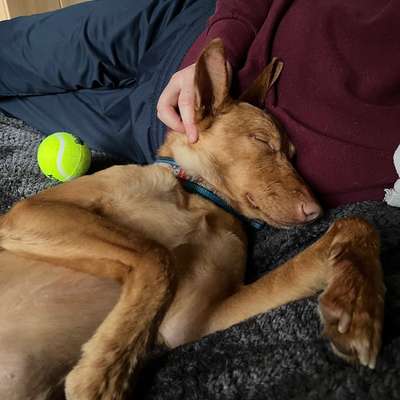 Podencomischling oder Podenco-Beitrag-Bild