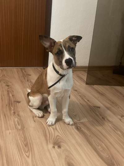 Mischlinge raten - Rätselspaß-Beitrag-Bild