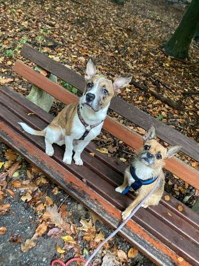 Doppelgänger gesucht !-Beitrag-Bild