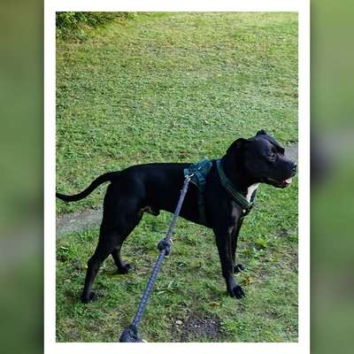 Hundetreffen-Wir suchen hunde die Lust haben mit Nero zu spielen Nero ist ein pitbull er ist zwei Jahre alt-Bild