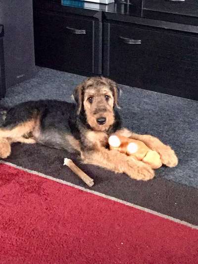 Welpen Bilder !-Beitrag-Bild