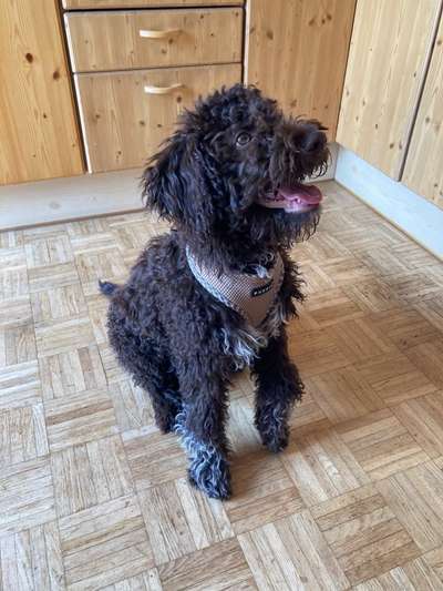 Lagotto Romagnolo Besitzer-Beitrag-Bild