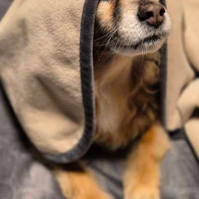 Fettreduziertes Nassfutter (Gastro) für Seniorhündin-Beitrag-Bild