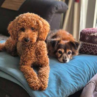 aktuelles Foto Gruppe Pudel