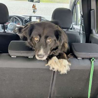 Hundetreffen-🐾 Gassigeh-Buddys gesucht – für eine besondere Hundedame mit Charakter 🐾-Bild