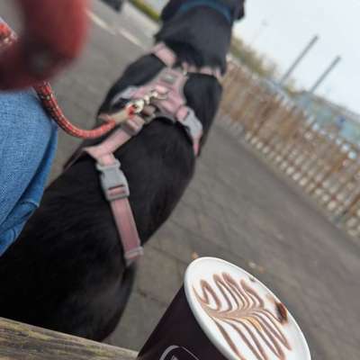 Hundetreffen-Wir suchen einen souveränen Hund als Trainingspartner für unsere Hündin Cara.  
Cara kommt aus dem T-Bild