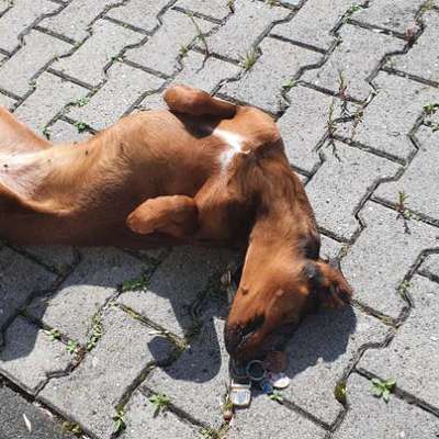 Hundetreffen-Gassirunden Rumtollen Hundefreunde-Bild
