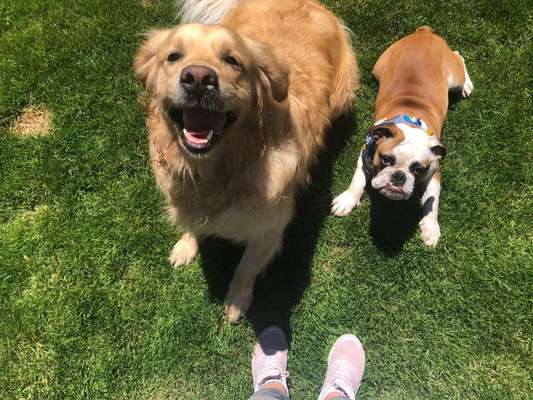 Wo sind die Golden Retriever Liebhaber?-Beitrag-Bild