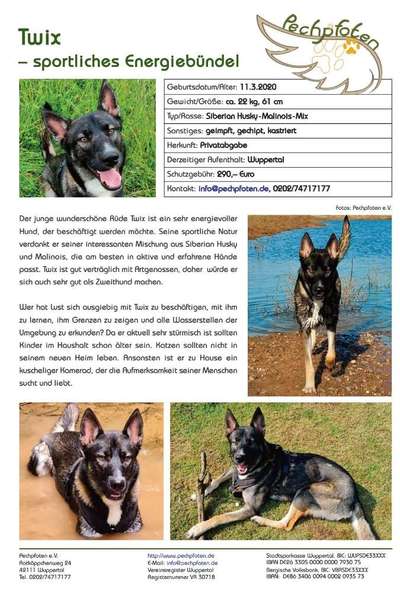 Tierschutzhunde suchen ein Zuhause-Beitrag-Bild