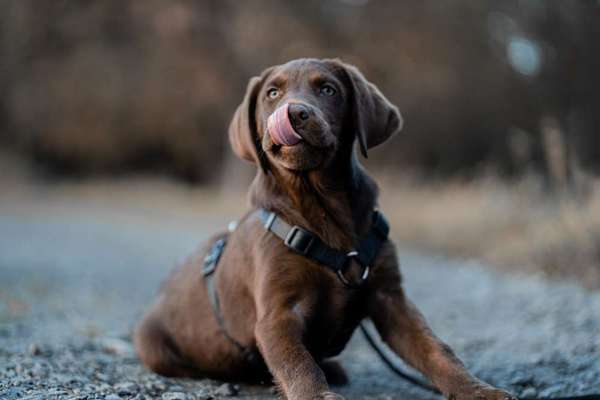 Fotochallenge Nr. 59 - Mein Hund zeigt die Zunge-Beitrag-Bild