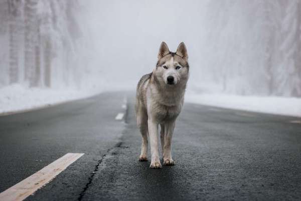 Husky-Beitrag-Bild