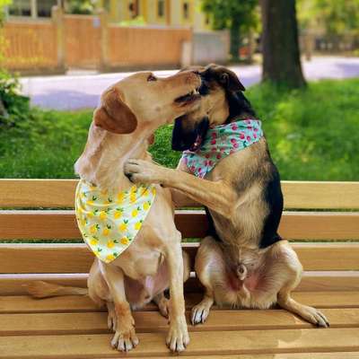 Hundetreffen-Spiel, Gassi oder Training-Bild