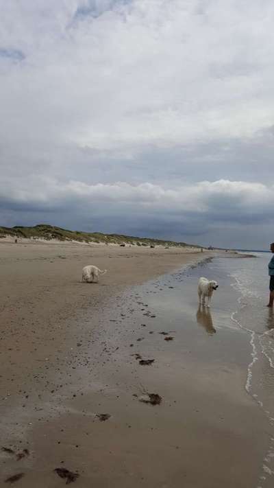 nord- oder Ostsee, Urlaub mit Hund-Beitrag-Bild