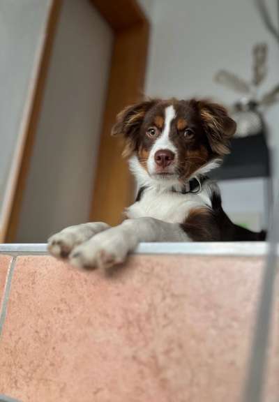 Hundetreffen-Treffen zur Sozialisierung-Bild