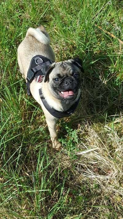 Challenge 23 : "  Euer Hund beim Frühlingserwachen "-Beitrag-Bild