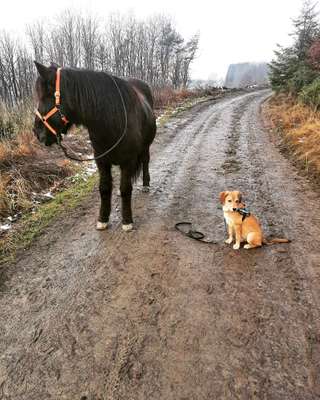 Hundetreffen-Abendlicher Spaziergang-Bild