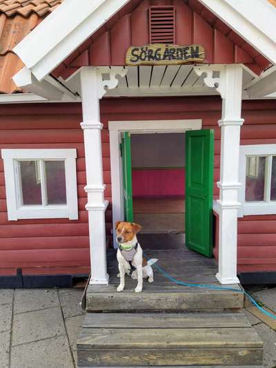 Challenge 41 - Mein Hund im Urlaub-Beitrag-Bild