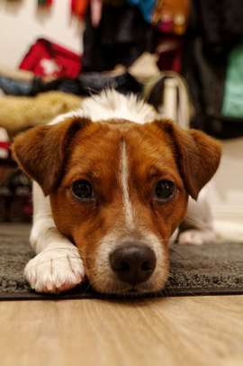 Dansky (Dansk-Svensk Gårdshund)-Beitrag-Bild