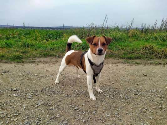 Dansky (Dansk-Svensk Gårdshund)-Beitrag-Bild