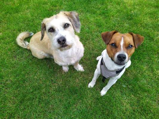 Dansky (Dansk-Svensk Gårdshund)-Beitrag-Bild