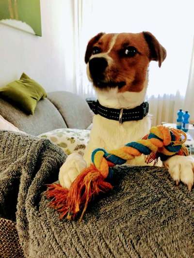 Dansky (Dansk-Svensk Gårdshund)-Beitrag-Bild