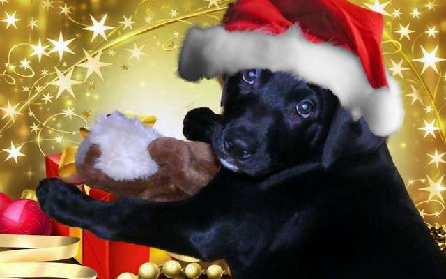 Als Welpen sind sie alle noch süßer-Beitrag-Bild