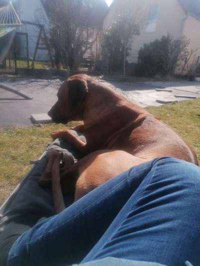 Rhodesian Ridgeback-Beitrag-Bild