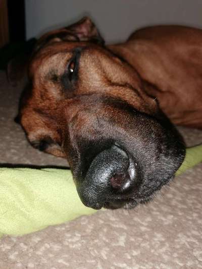 Rhodesian Ridgeback-Beitrag-Bild