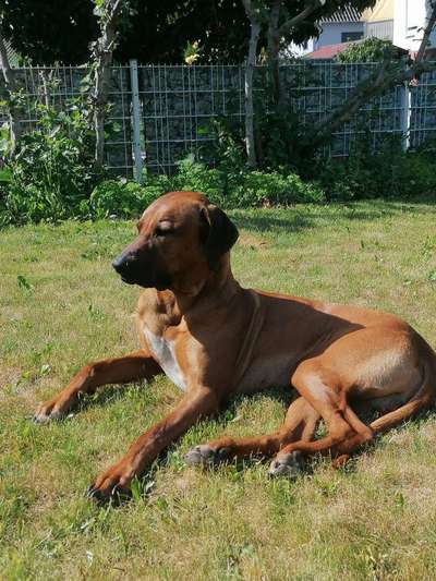 Rhodesian Ridgeback-Beitrag-Bild