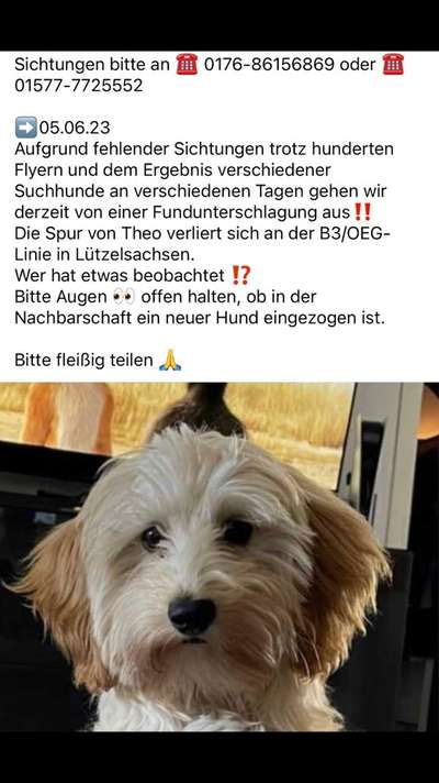 Suchmeldung-Theo-Bild