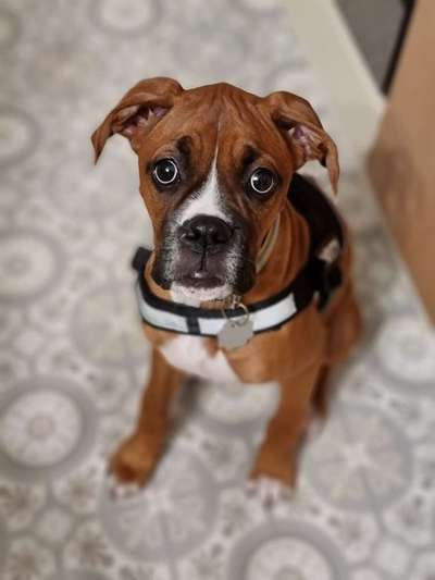 Deutsche Boxer-Beitrag-Bild