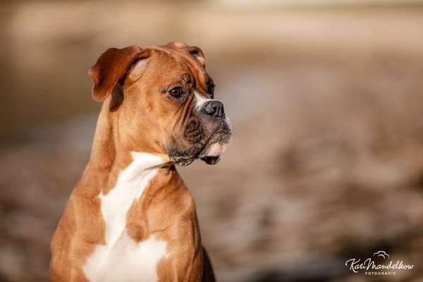 Deutsche Boxer-Beitrag-Bild