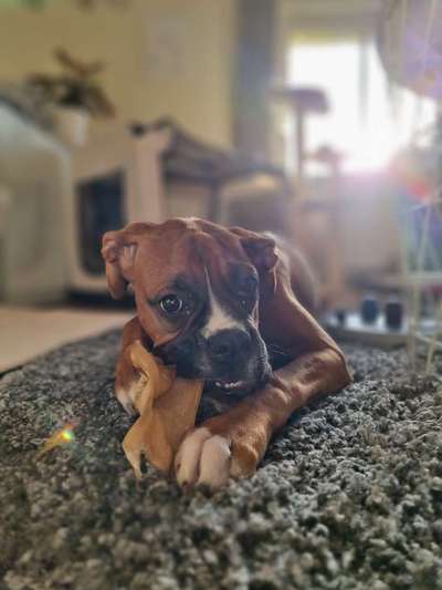 Deutsche Boxer-Beitrag-Bild