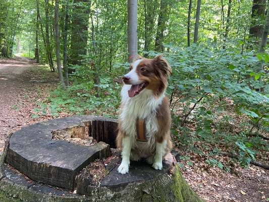 Hundetreffen-Gassirunde hin und wieder 👌-Bild