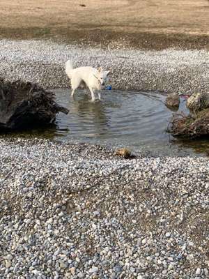 Hundeauslaufgebiet-Buga-Bild