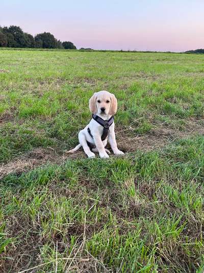 Hundetreffen-Spiel & Gassikumpel gesucht-Bild