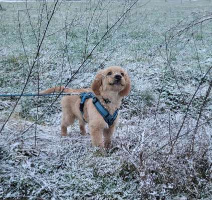 Dogorama Photo Challenge - Winterstimmung-Beitrag-Bild