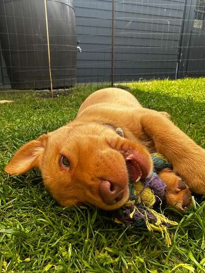 Hundetreffen-Welpenspielen-Bild