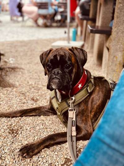 Deutsche Boxer-Beitrag-Bild