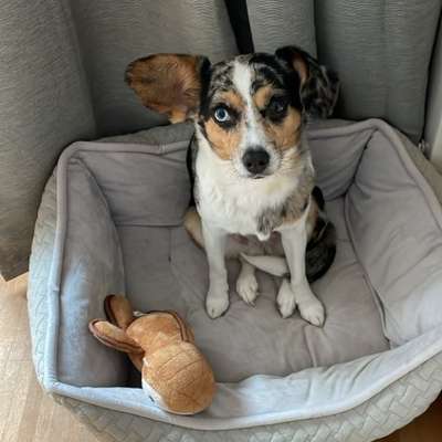 Hundetreffen-Gemeinsame Gassirunden-Bild