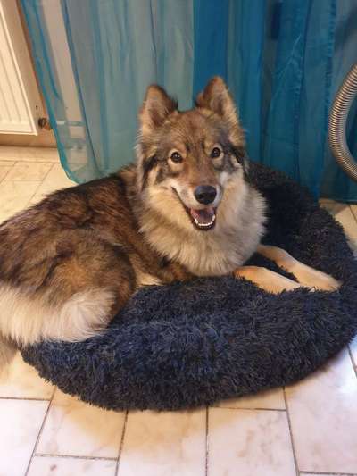 Eurasier hier?-Beitrag-Bild