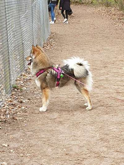 Seltene Rassen!-Beitrag-Bild