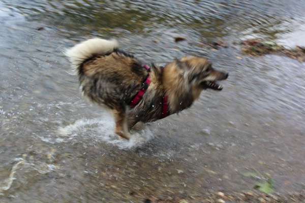 Dogorama-Monats-Challenge-Mai "Wasser"-Beitrag-Bild